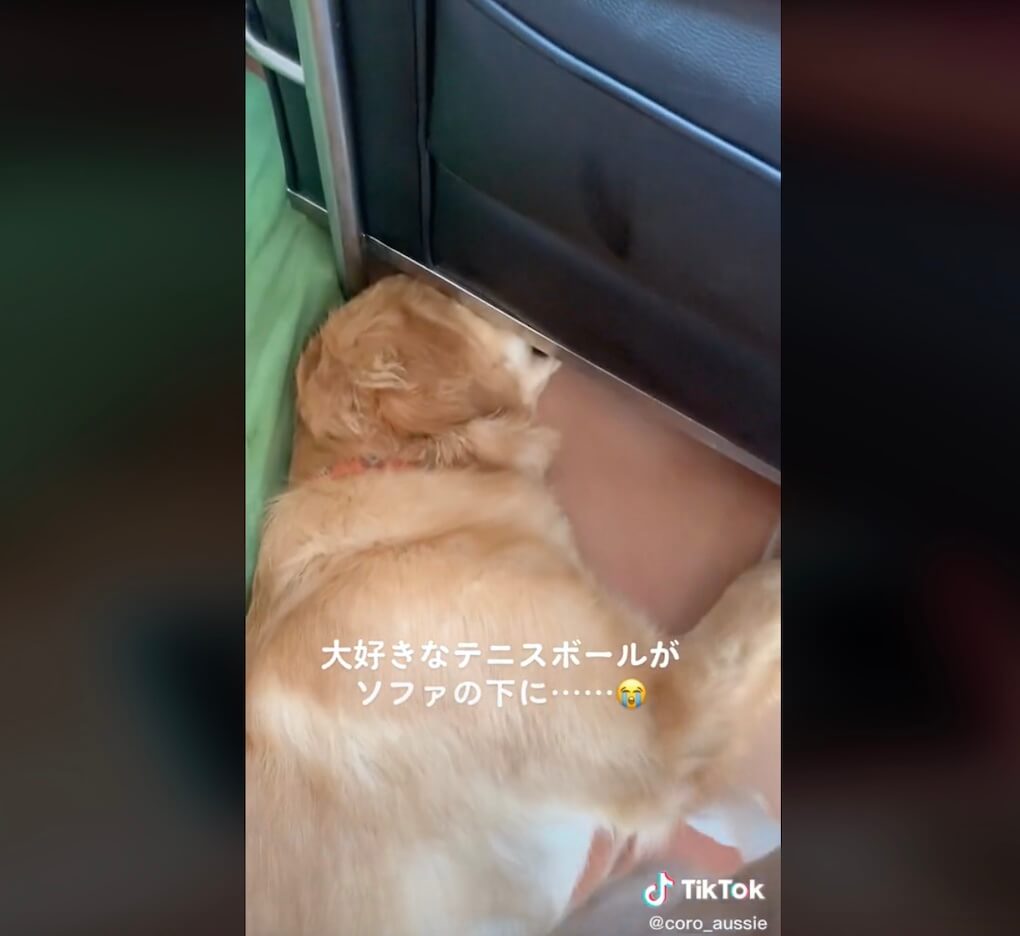 ゴールデンレトリーバー,動画