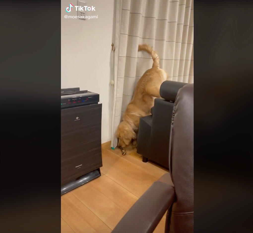 ゴールデンレトリーバー,動画