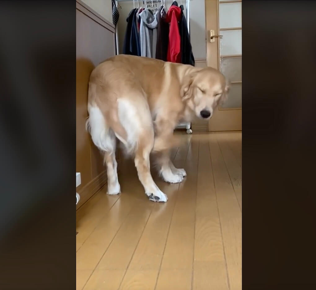 ゴールデンレトリーバー,動画