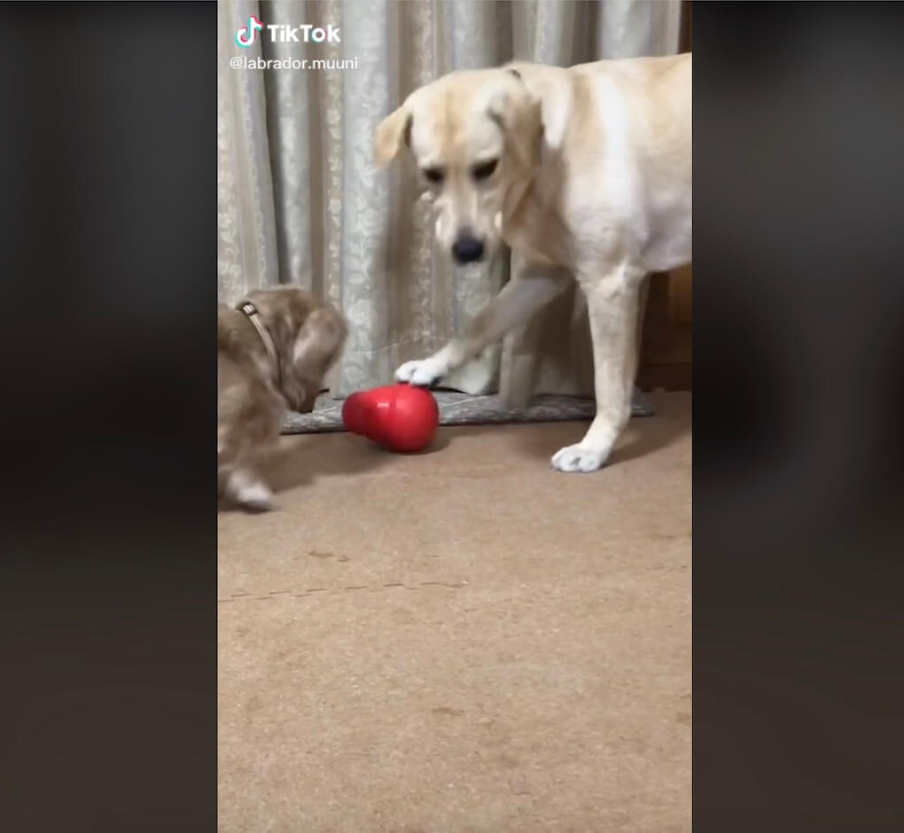 ラブラドールレトリーバー,動画