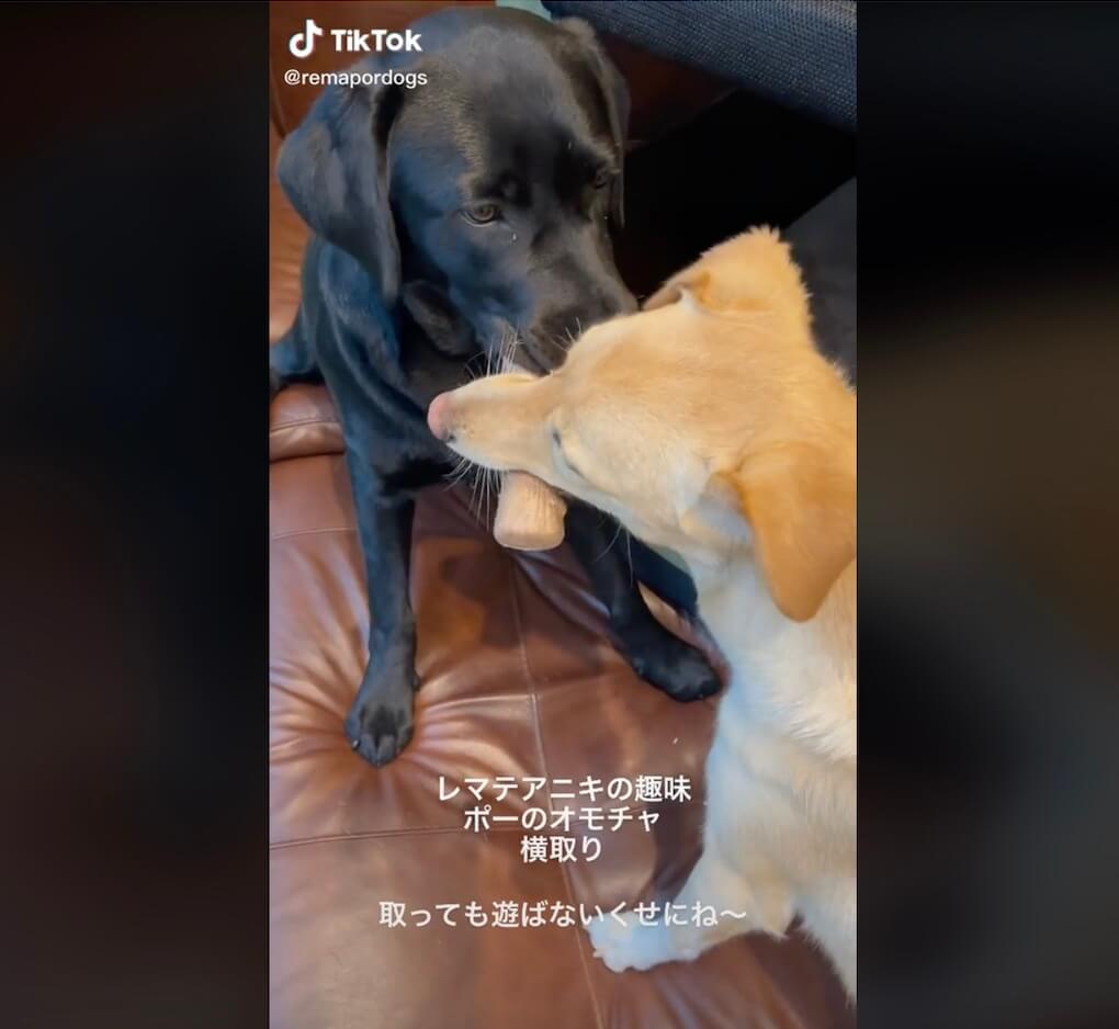 ラブラドールレトリーバー,動画