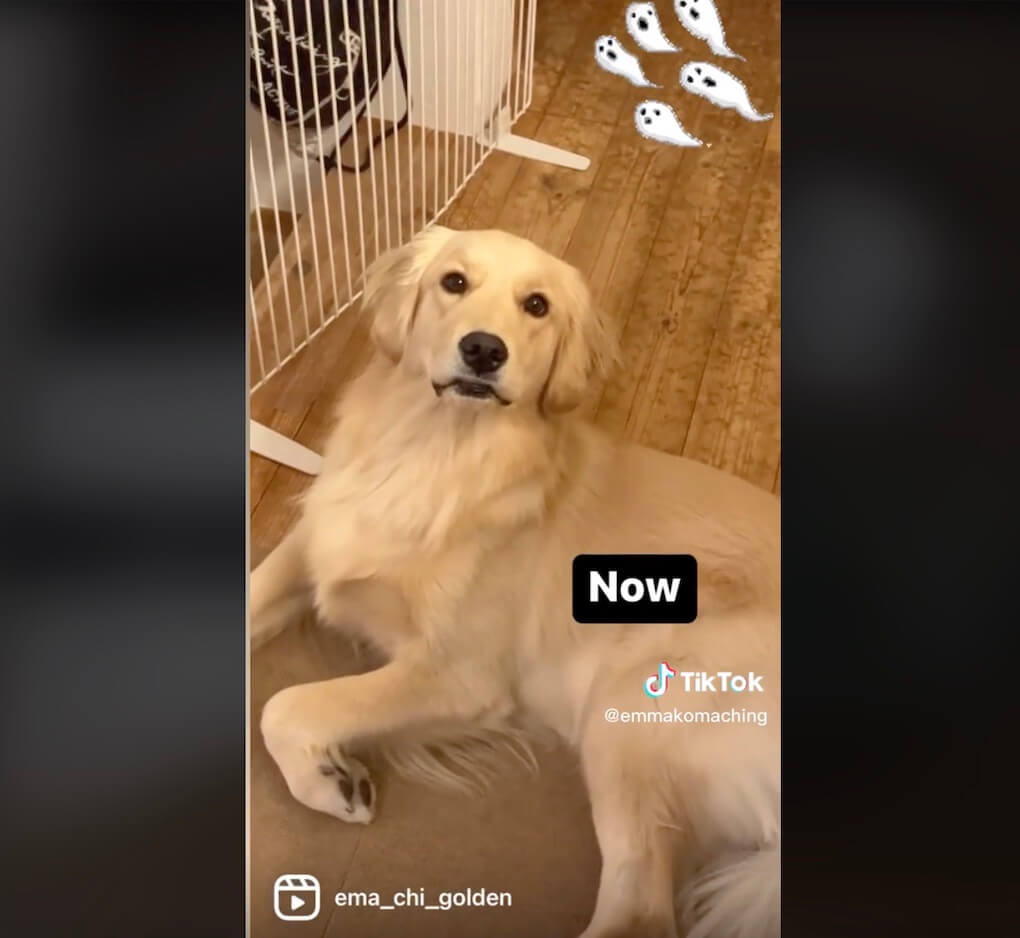 ゴールデンレトリーバー,動画