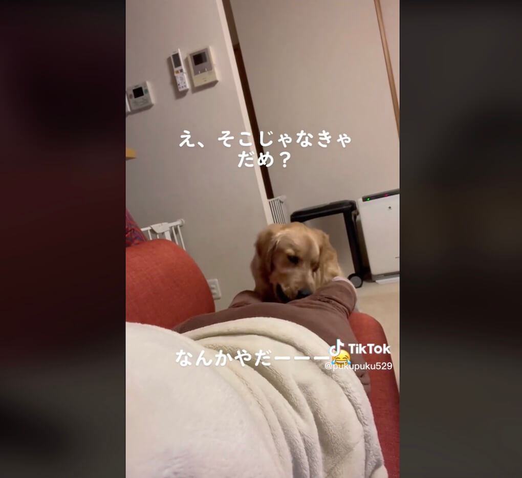 ゴールデンレトリーバー,動画