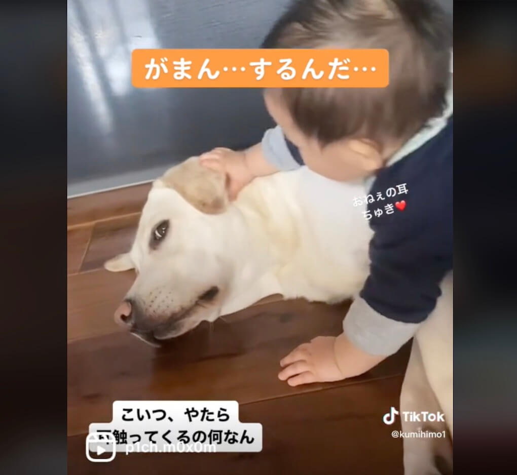 ラブラドールレトリーバー,動画