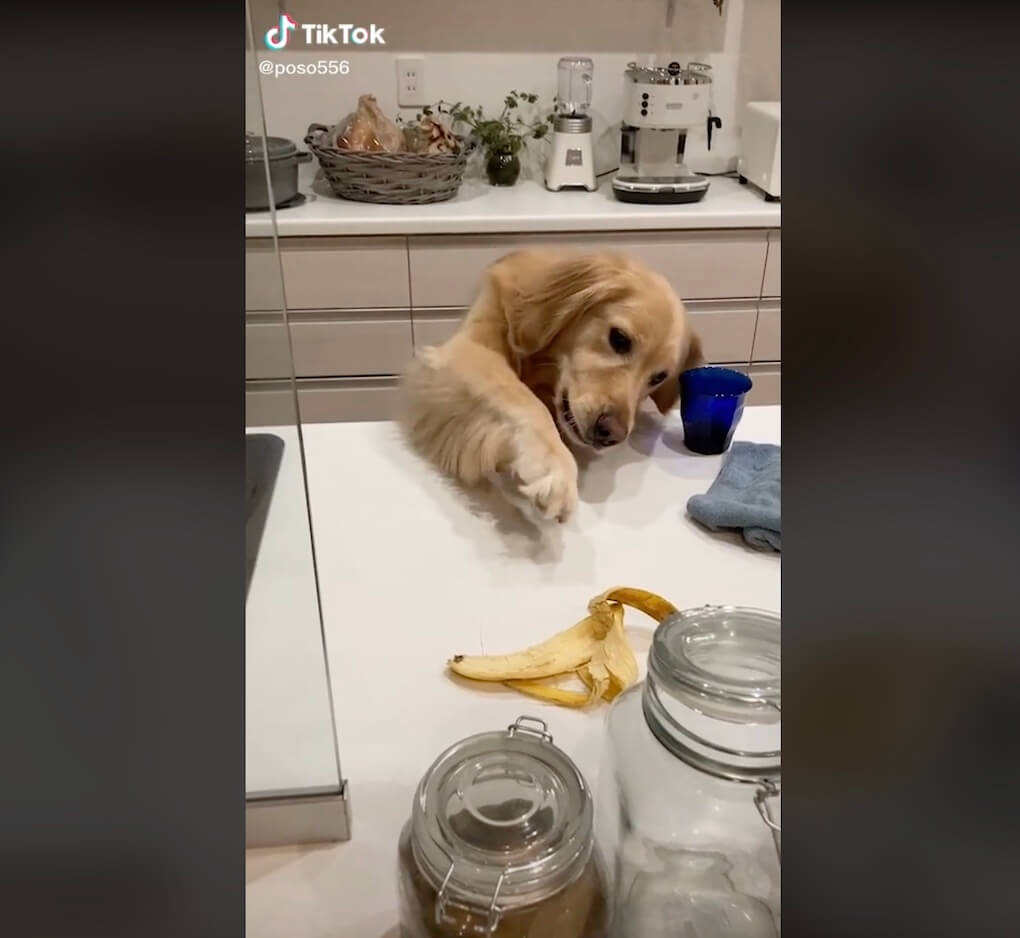 ゴールデンレトリーバー,動画