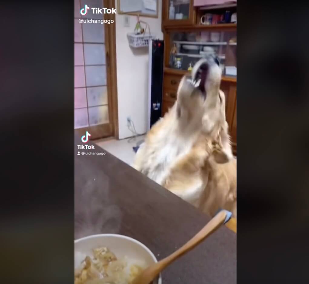 ゴールデンレトリーバー,動画