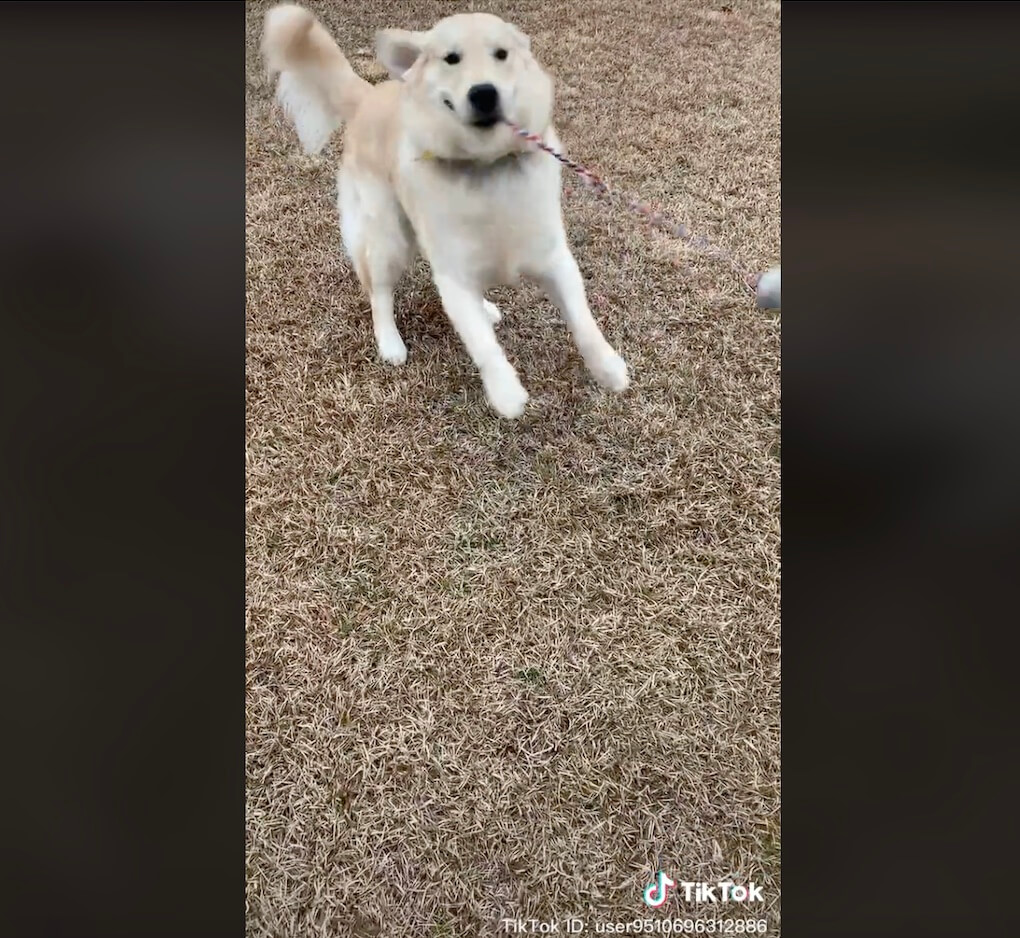 ゴールデンレトリーバー,動画