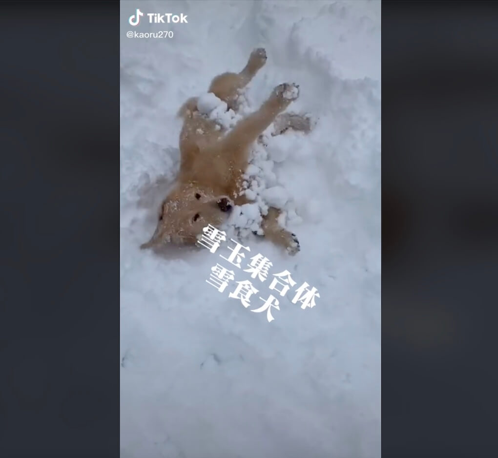 ゴールデンレトリーバー,動画