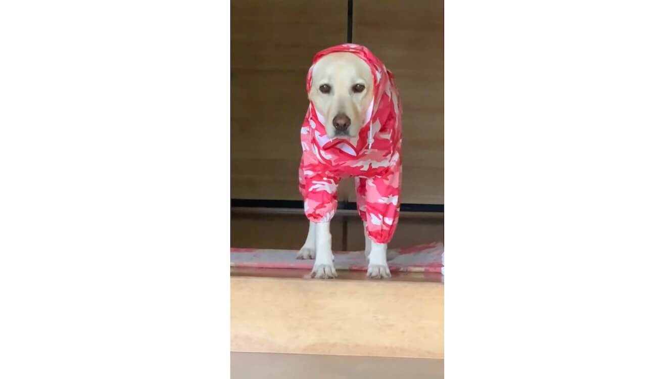 ラブラドールレトリーバー,動画