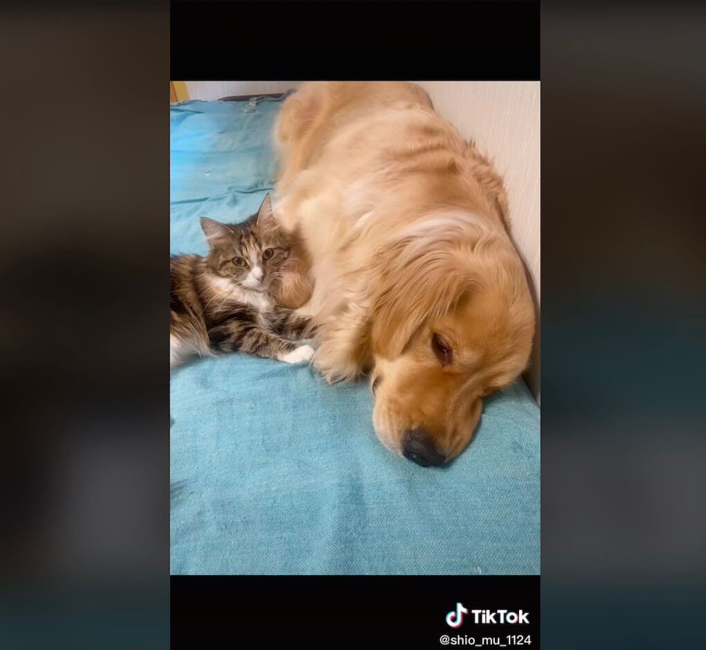 ゴールデンレトリーバー,動画