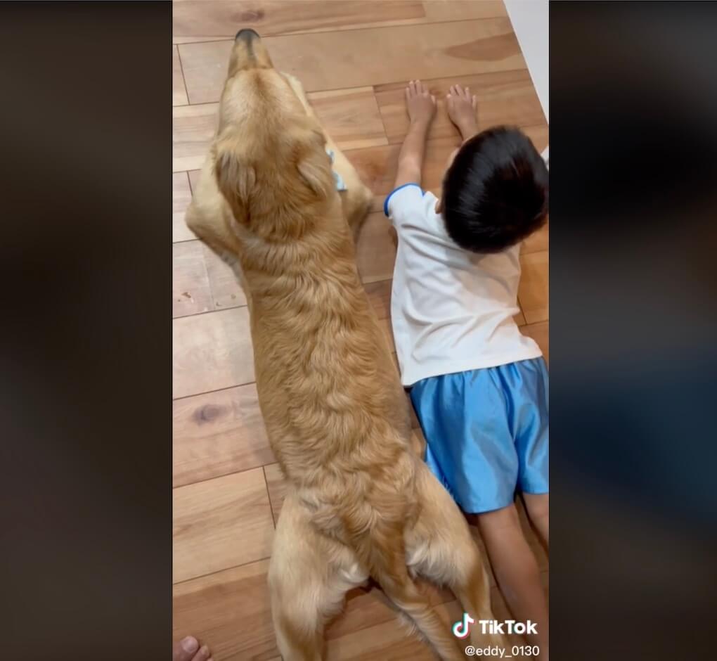 ゴールデンレトリーバー,動画