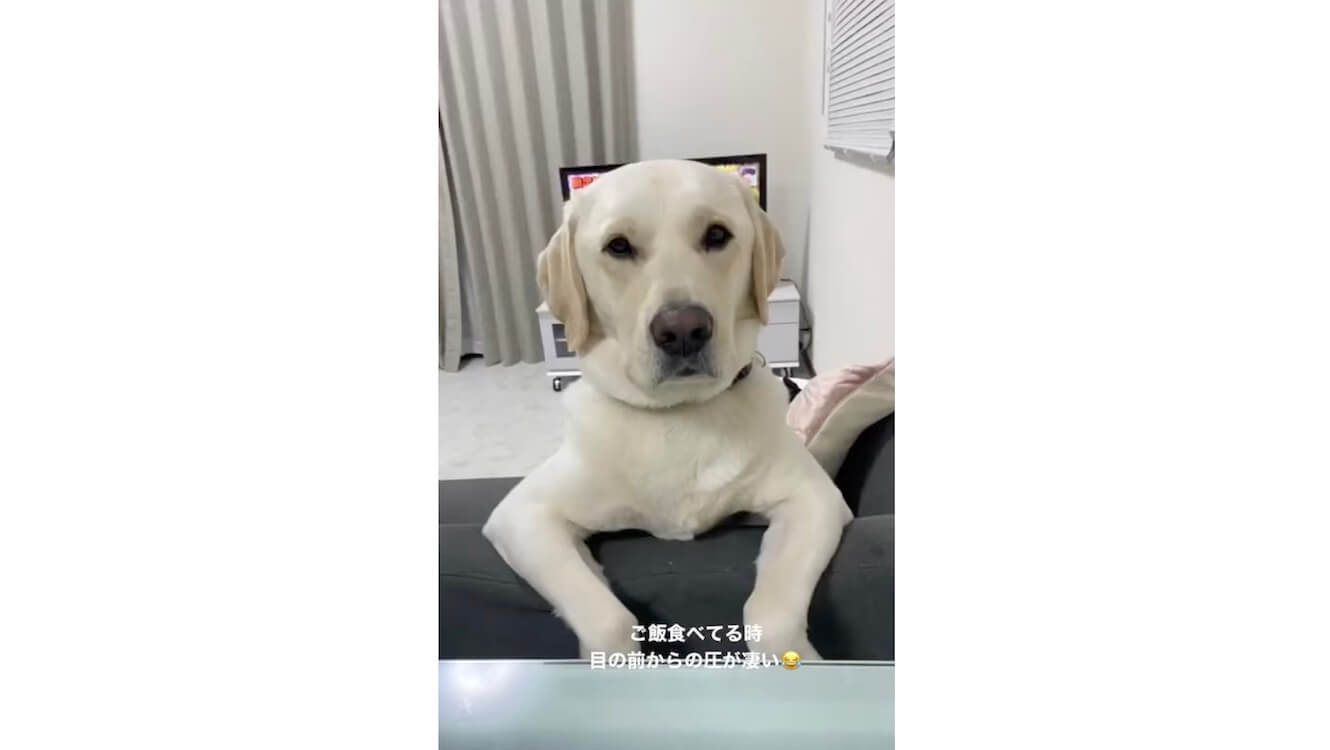 ラブラドールレトリーバー,動画