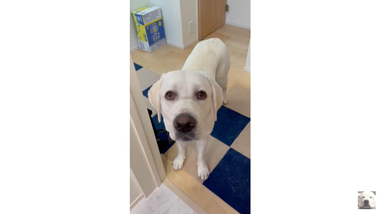 ラブラドールレトリーバー,動画