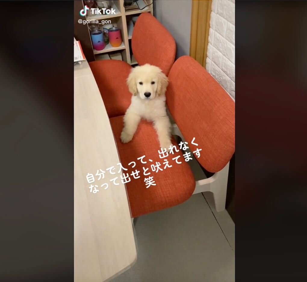 ゴールデンレトリーバー,動画