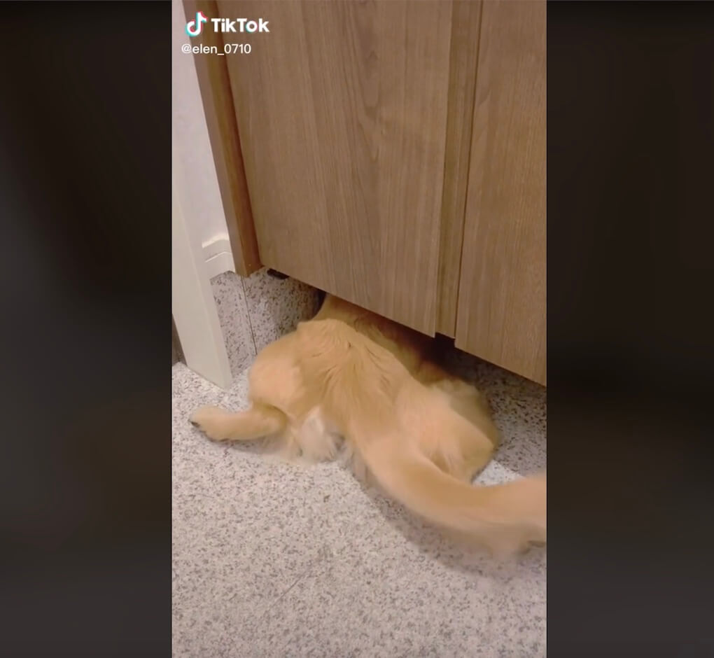 ゴールデンレトリーバー,動画