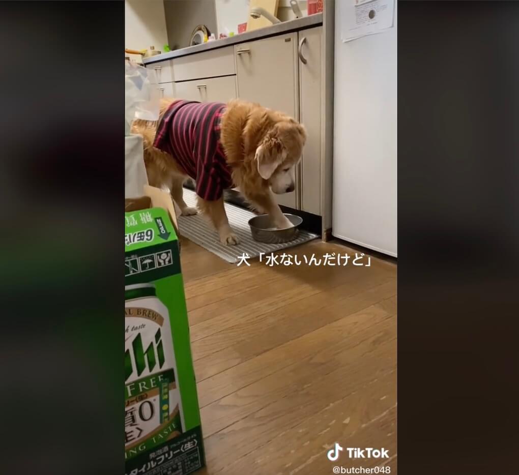 ゴールデンレトリーバー,動画