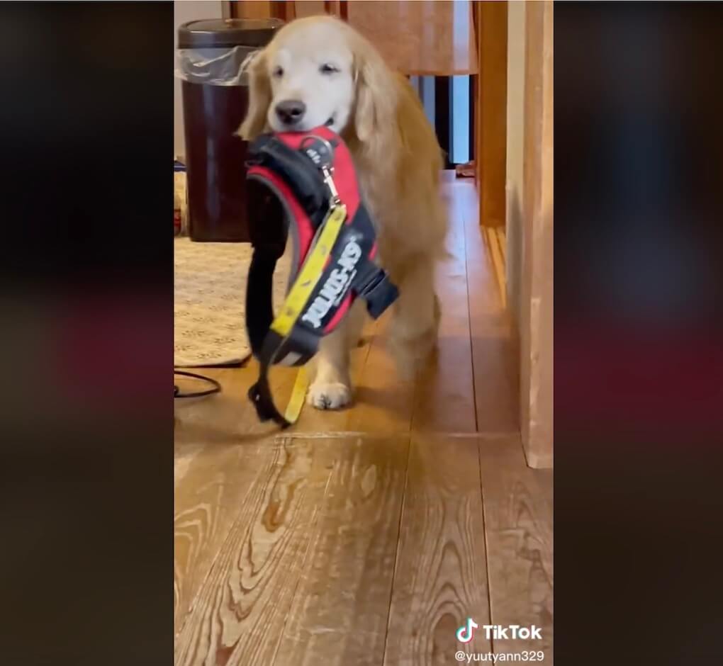 ゴールデンレトリーバー,動画