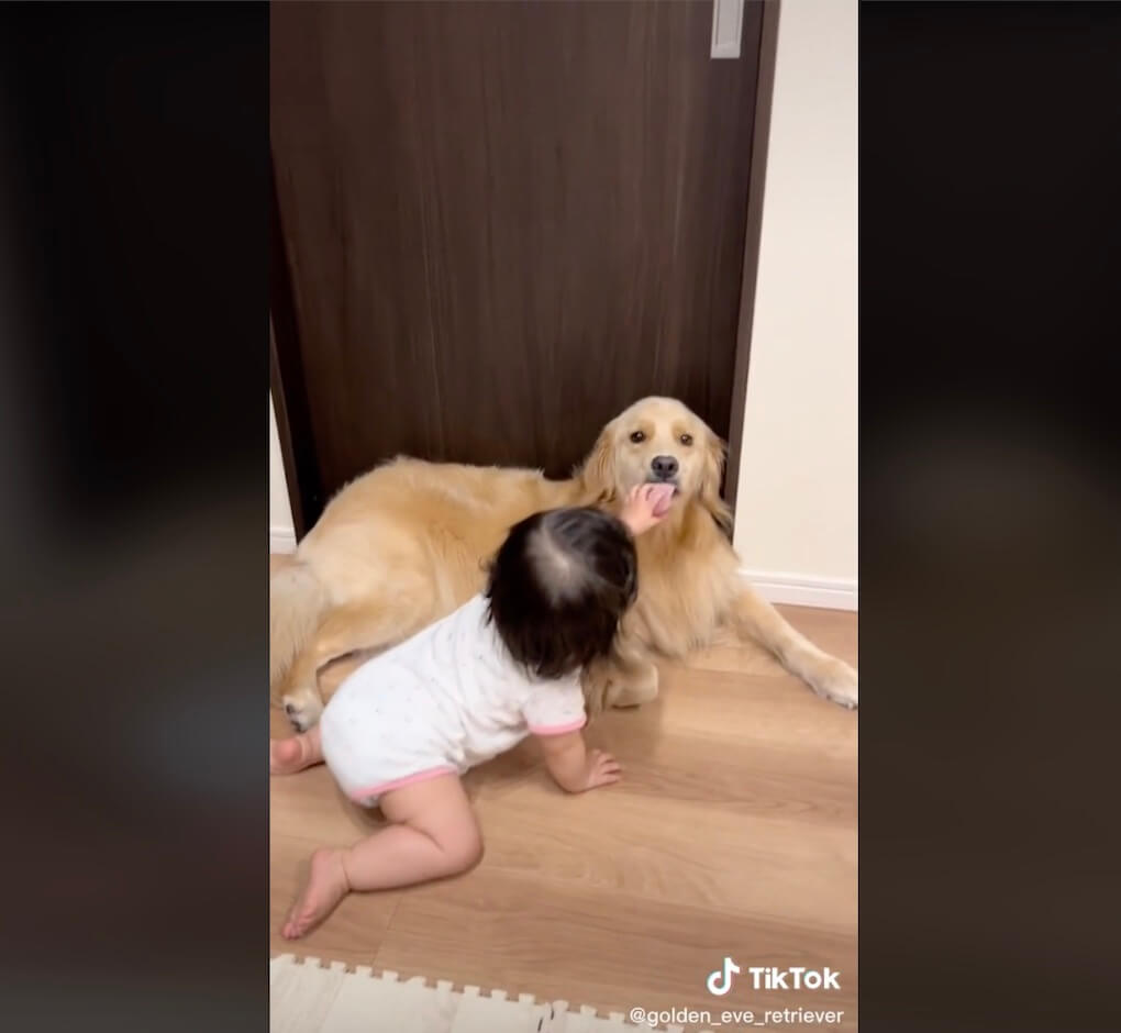 ゴールデンレトリーバー,動画