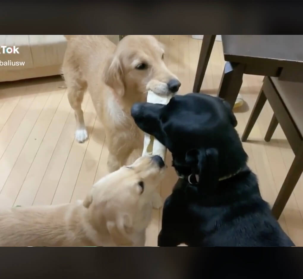 ラブラドールレトリーバー,動画