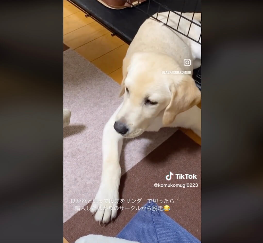 ラブラドールレトリーバー,動画