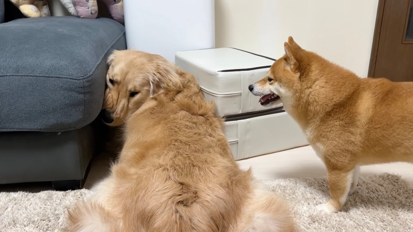 ゴールデンレトリーバー,動画