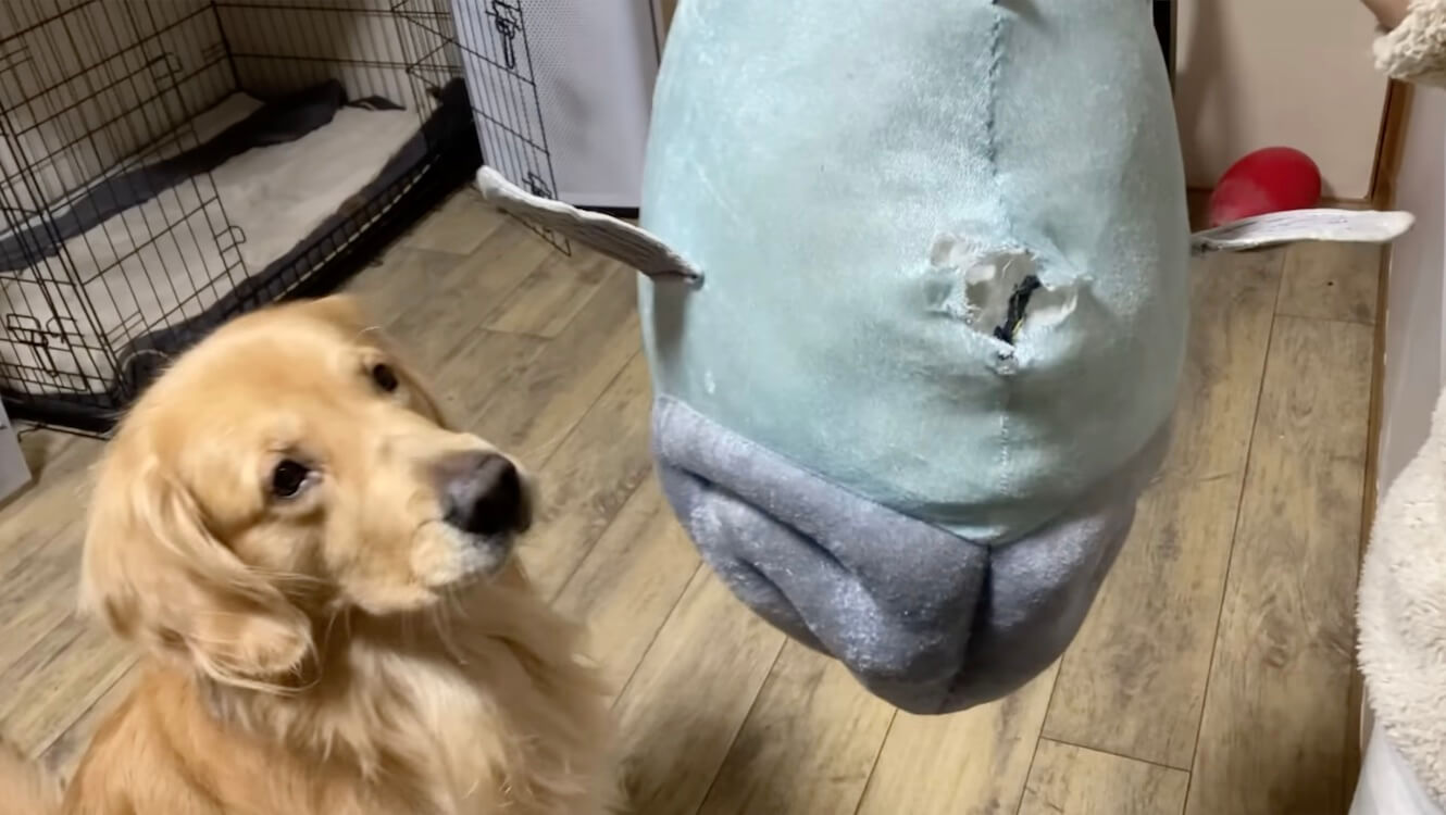 ゴールデンレトリーバー,動画