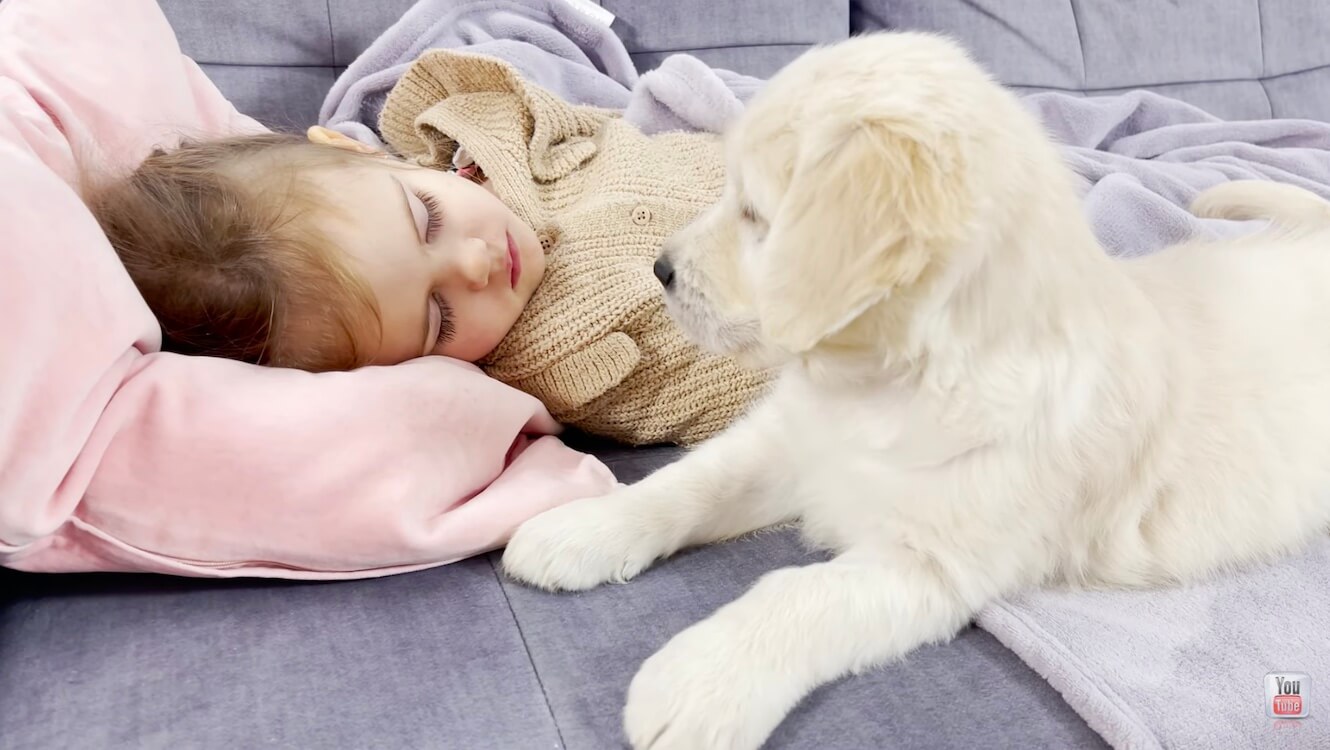 ゴールデンレトリーバー,動画