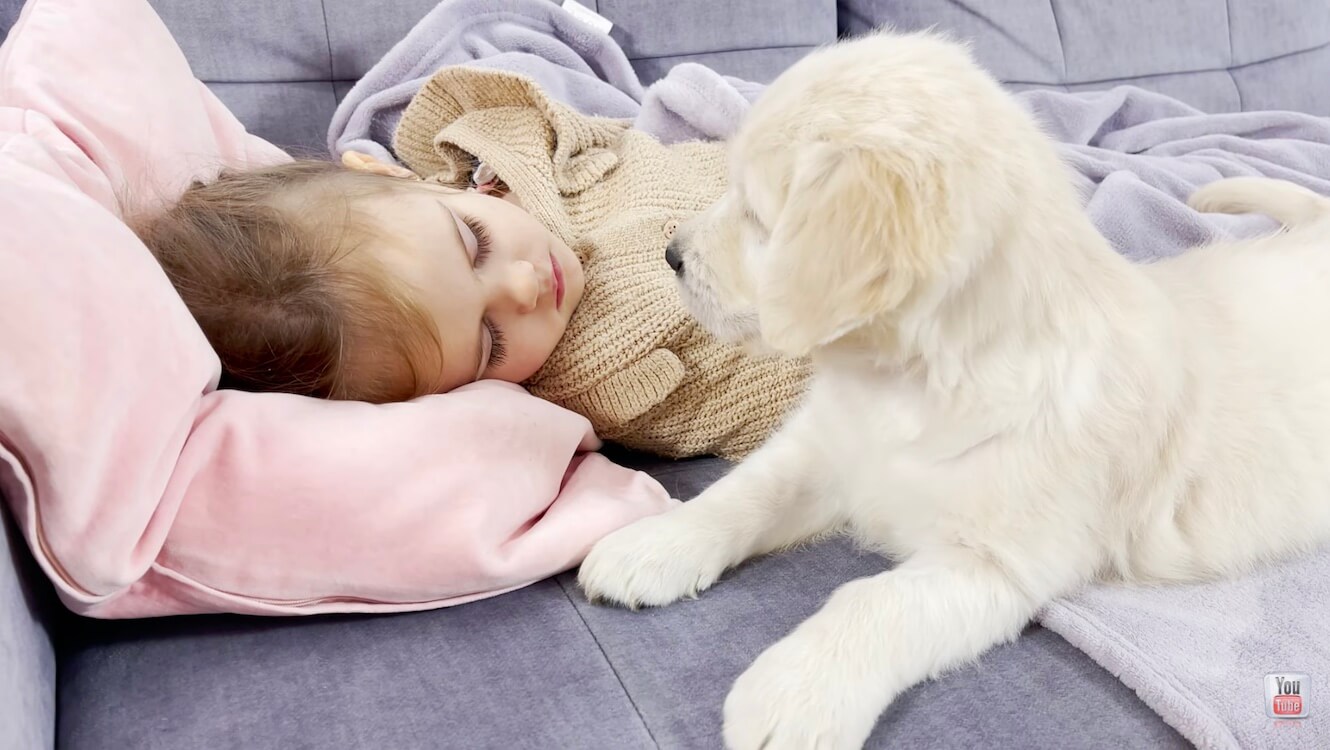 ゴールデンレトリーバー,動画