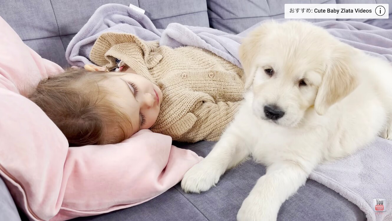 ゴールデンレトリーバー,動画