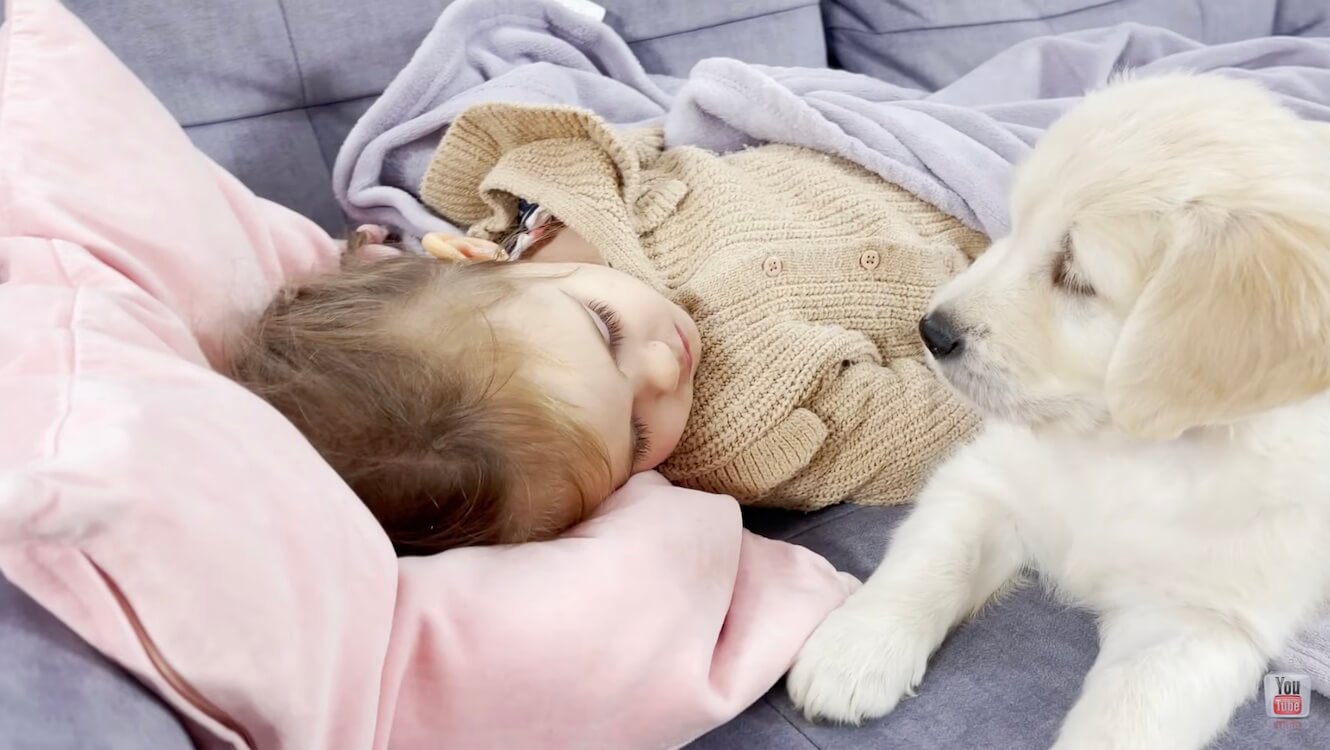 ゴールデンレトリーバー,動画