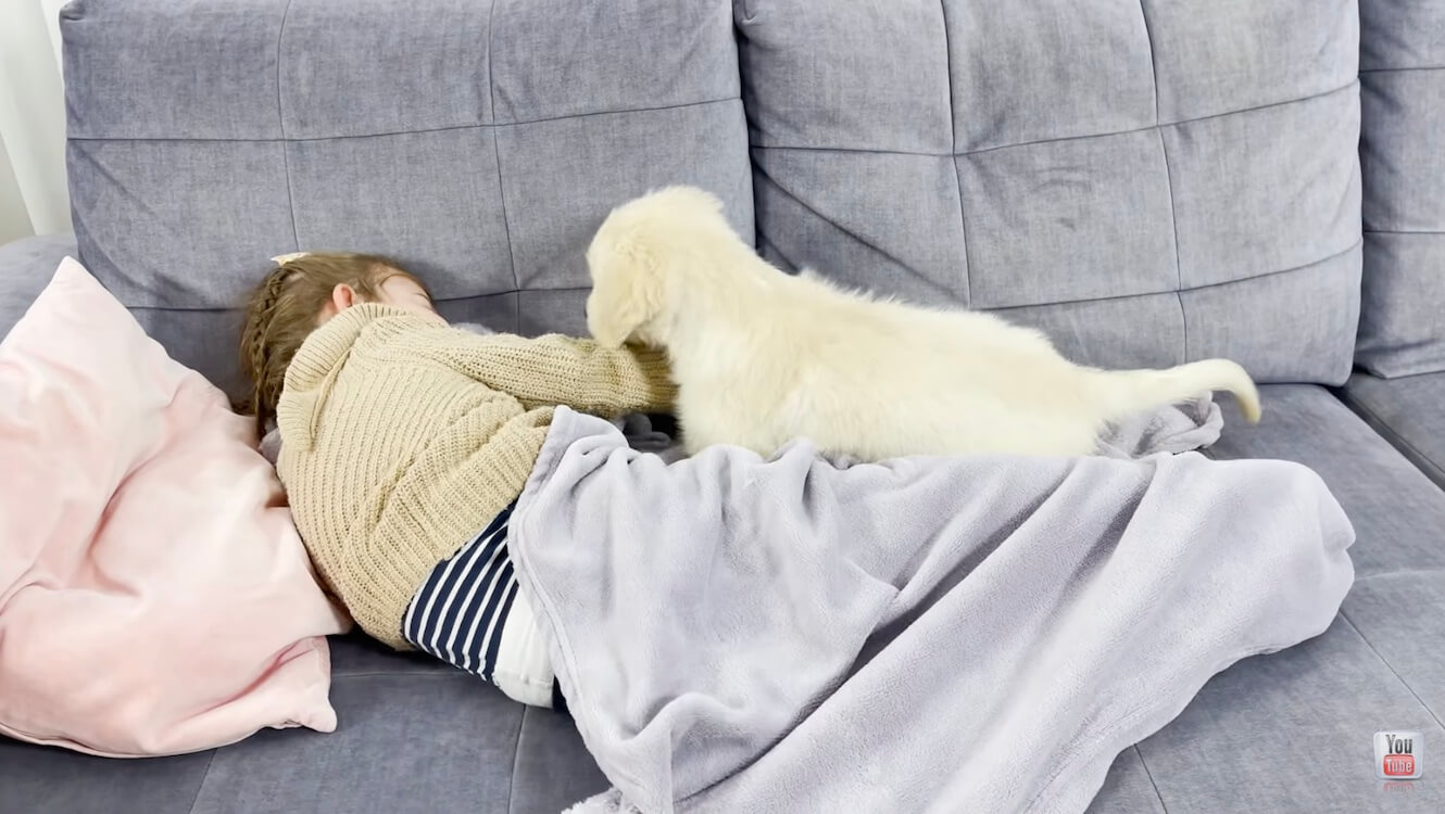 ゴールデンレトリーバー,動画