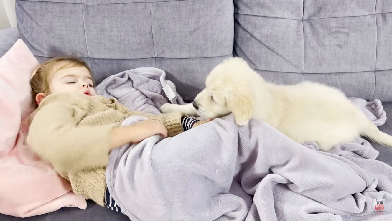 ゴールデンレトリーバー,動画