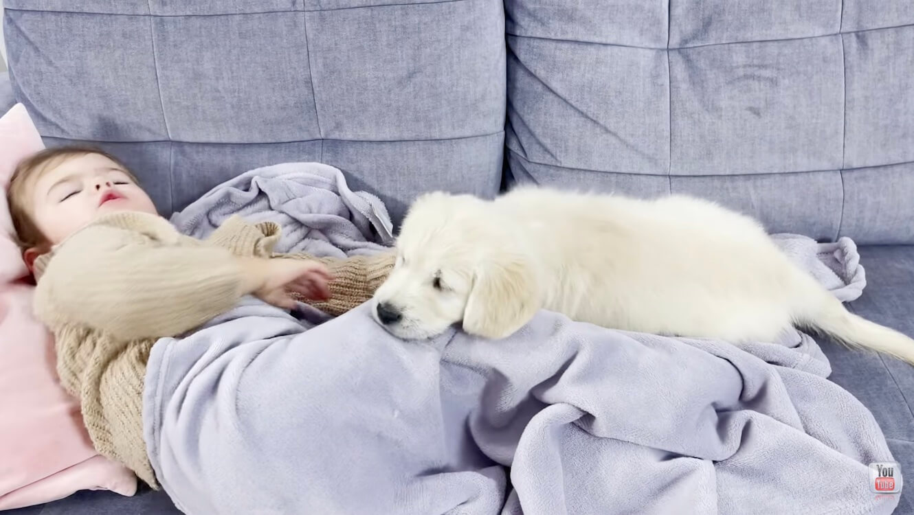 ゴールデンレトリーバー,動画