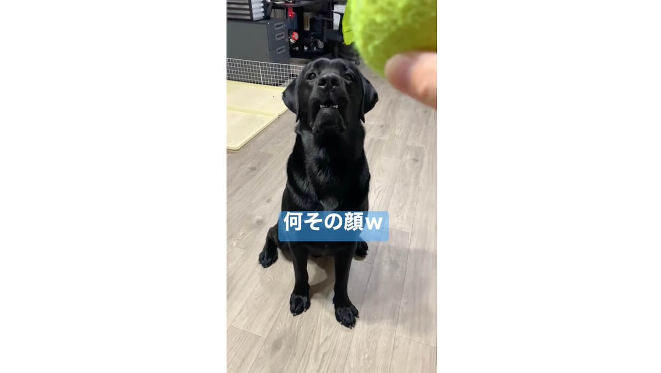 ラブラドールレトリーバー,動画