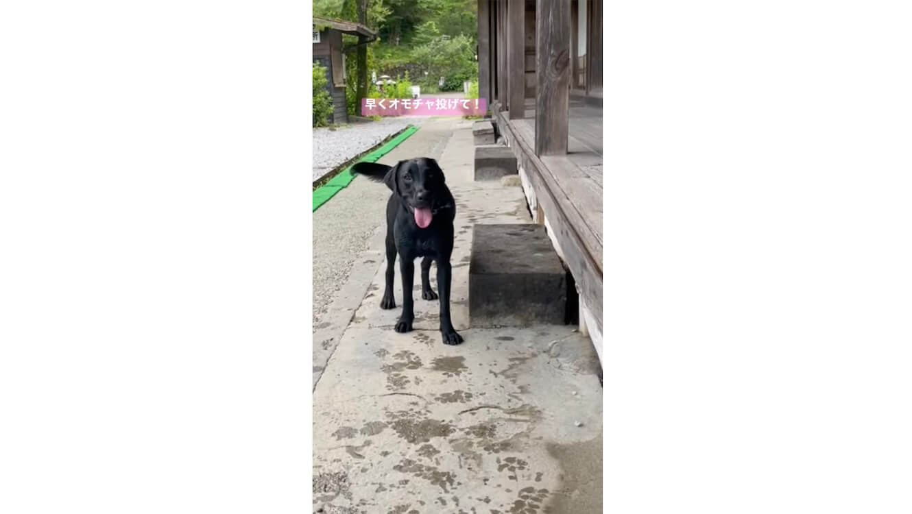 ラブラドールレトリーバー,動画