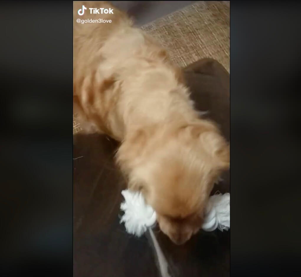 ゴールデンレトリーバー,動画