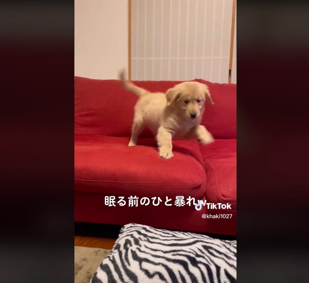 ゴールデンレトリーバー,動画