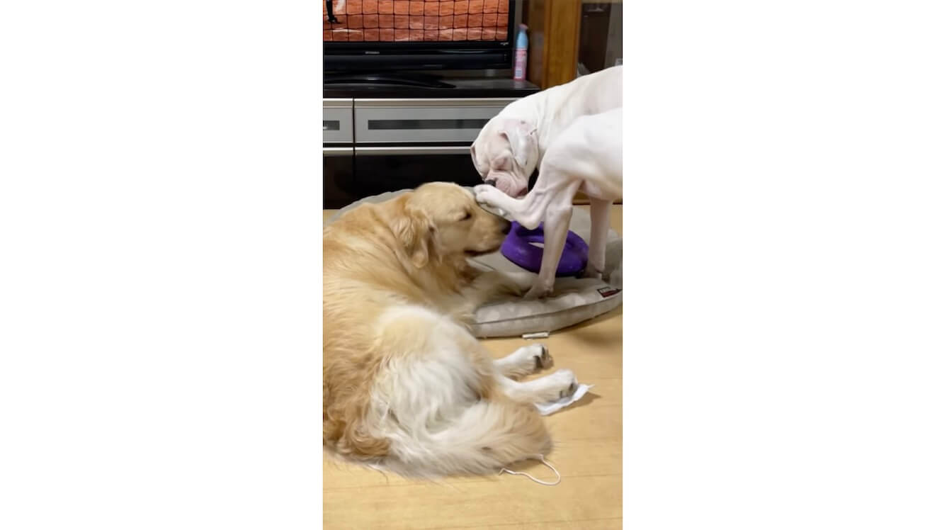 ゴールデンレトリーバー,動画