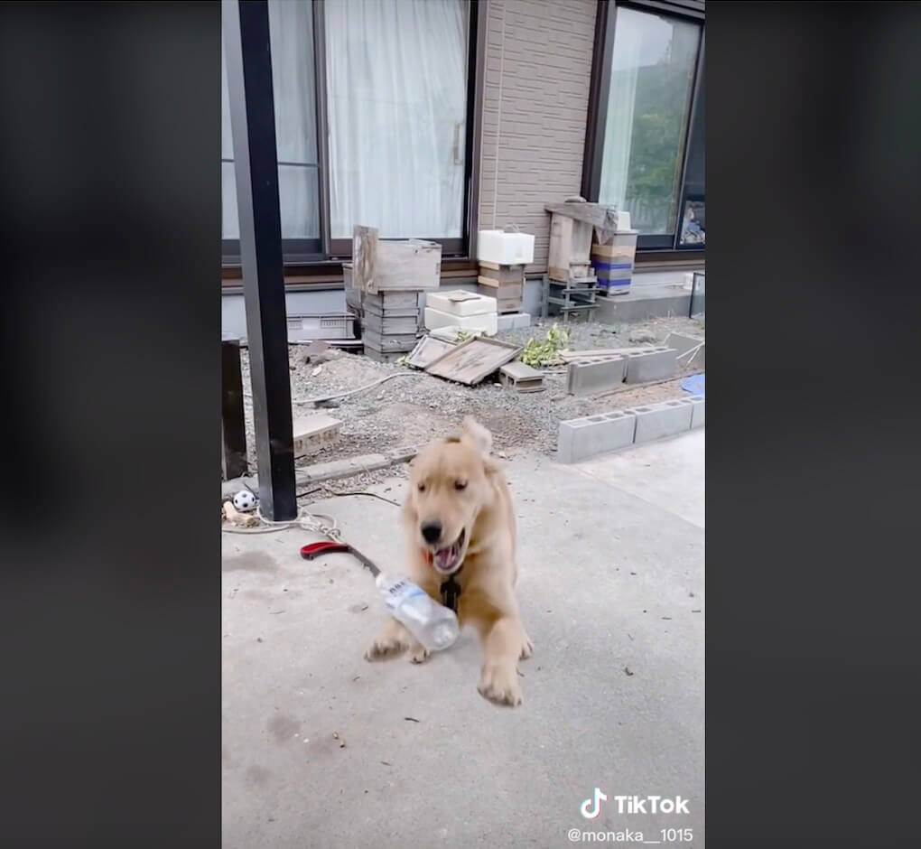 ゴールデンレトリーバー,動画