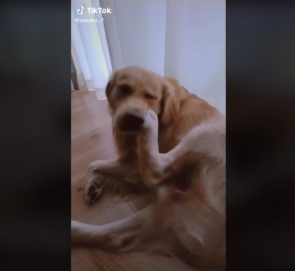 ゴールデンレトリーバー,動画