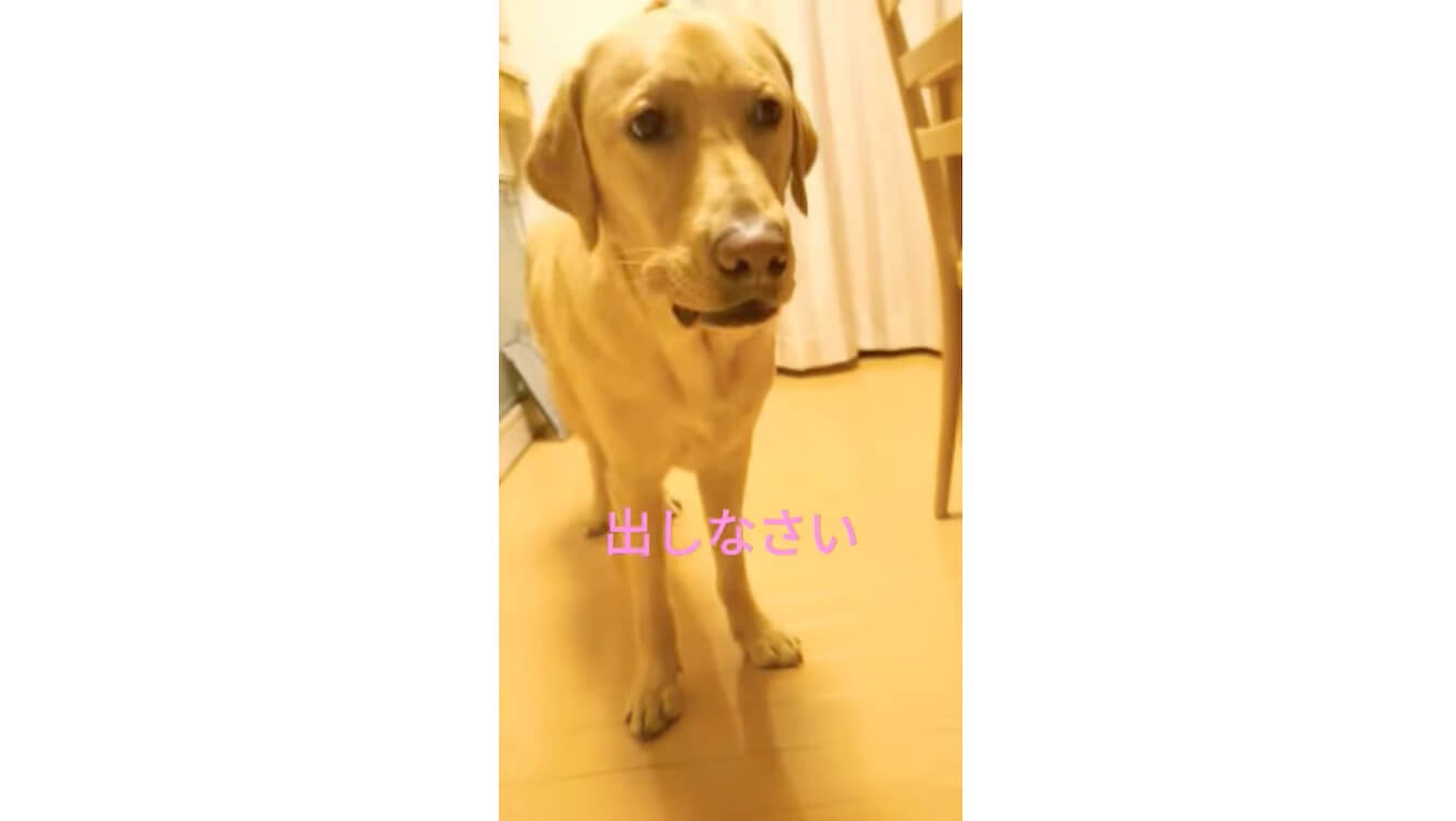 ラブラドールレトリーバー,動画