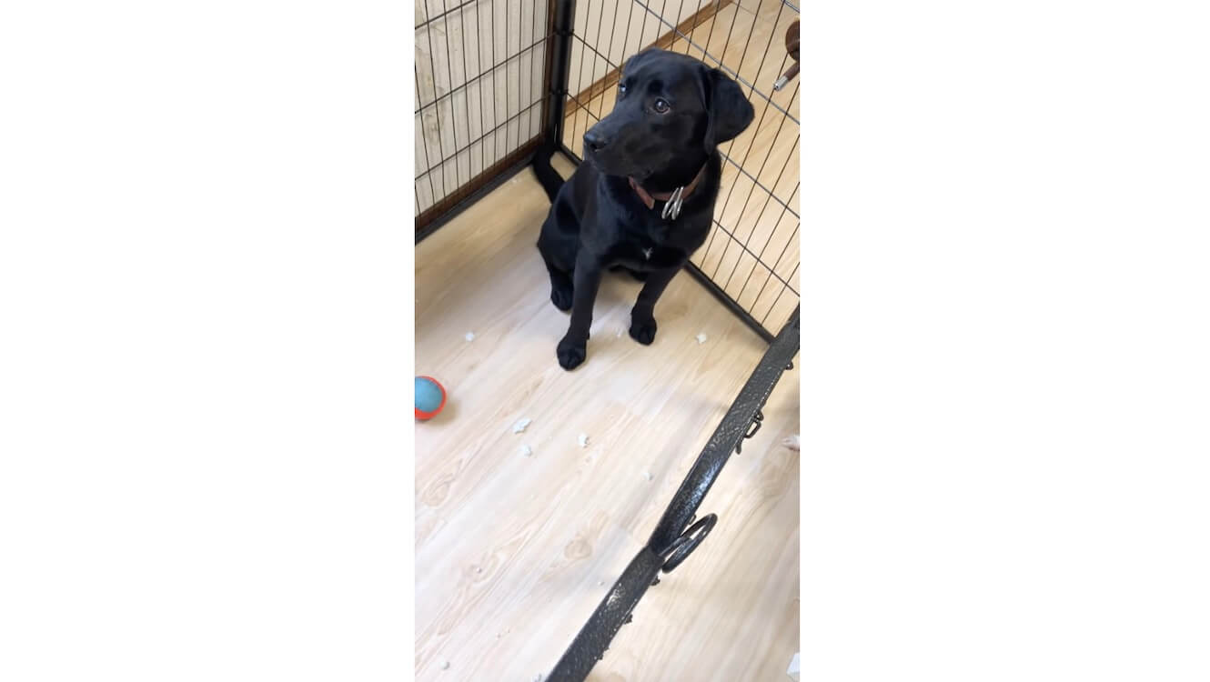 ラブラドールレトリーバー,動画