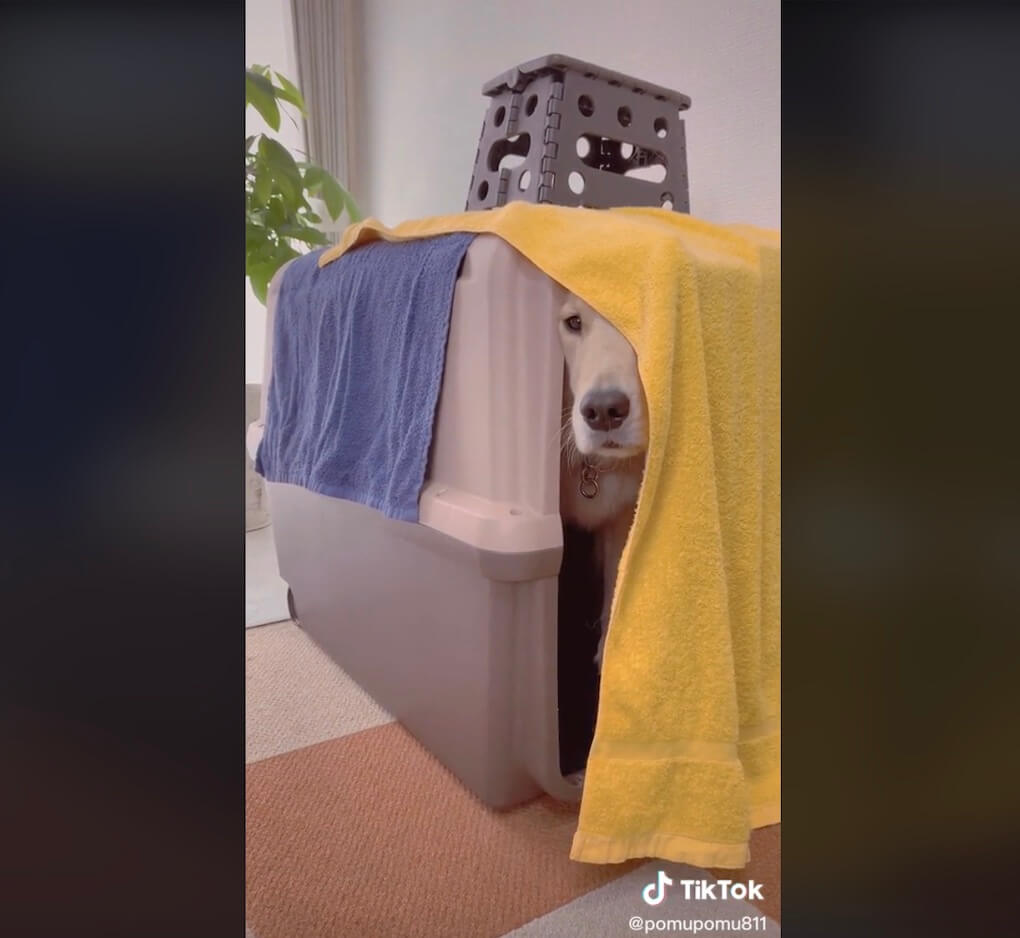 ゴールデンレトリーバー,動画