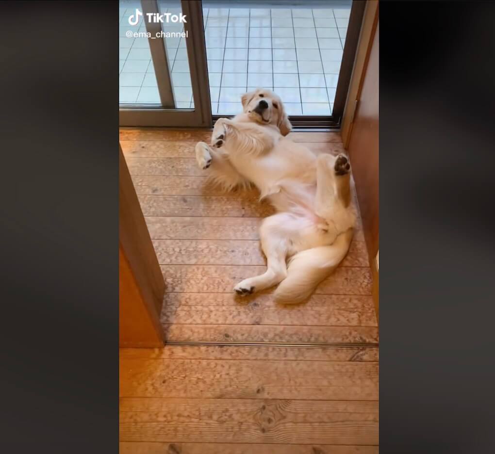 ゴールデンレトリーバー,動画