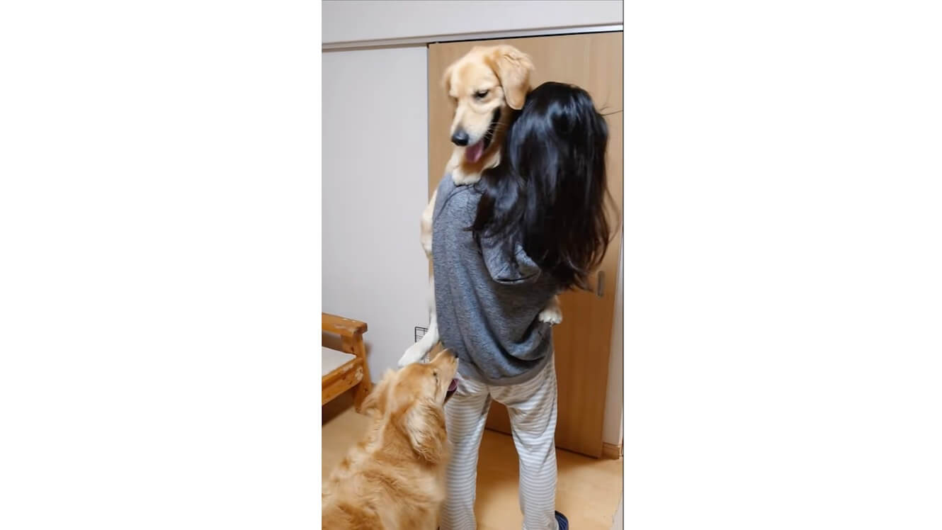 ゴールデンレトリーバー,動画