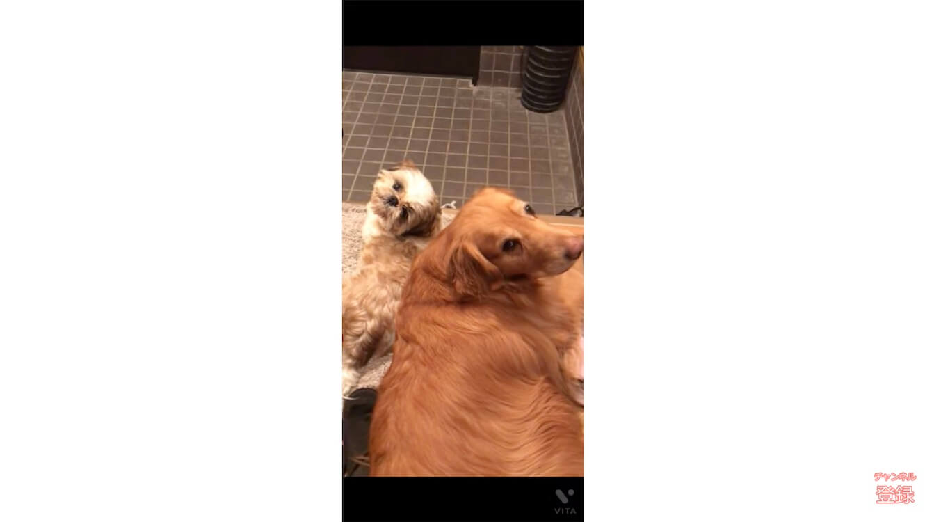 ゴールデンレトリーバー,動画