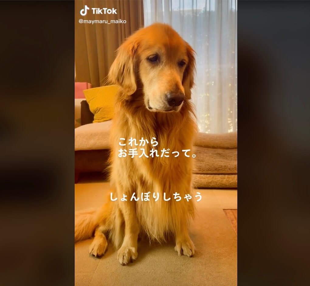 ゴールデンレトリーバー,動画