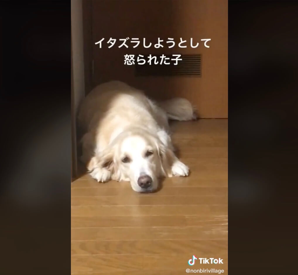 ゴールデンレトリーバー,動画