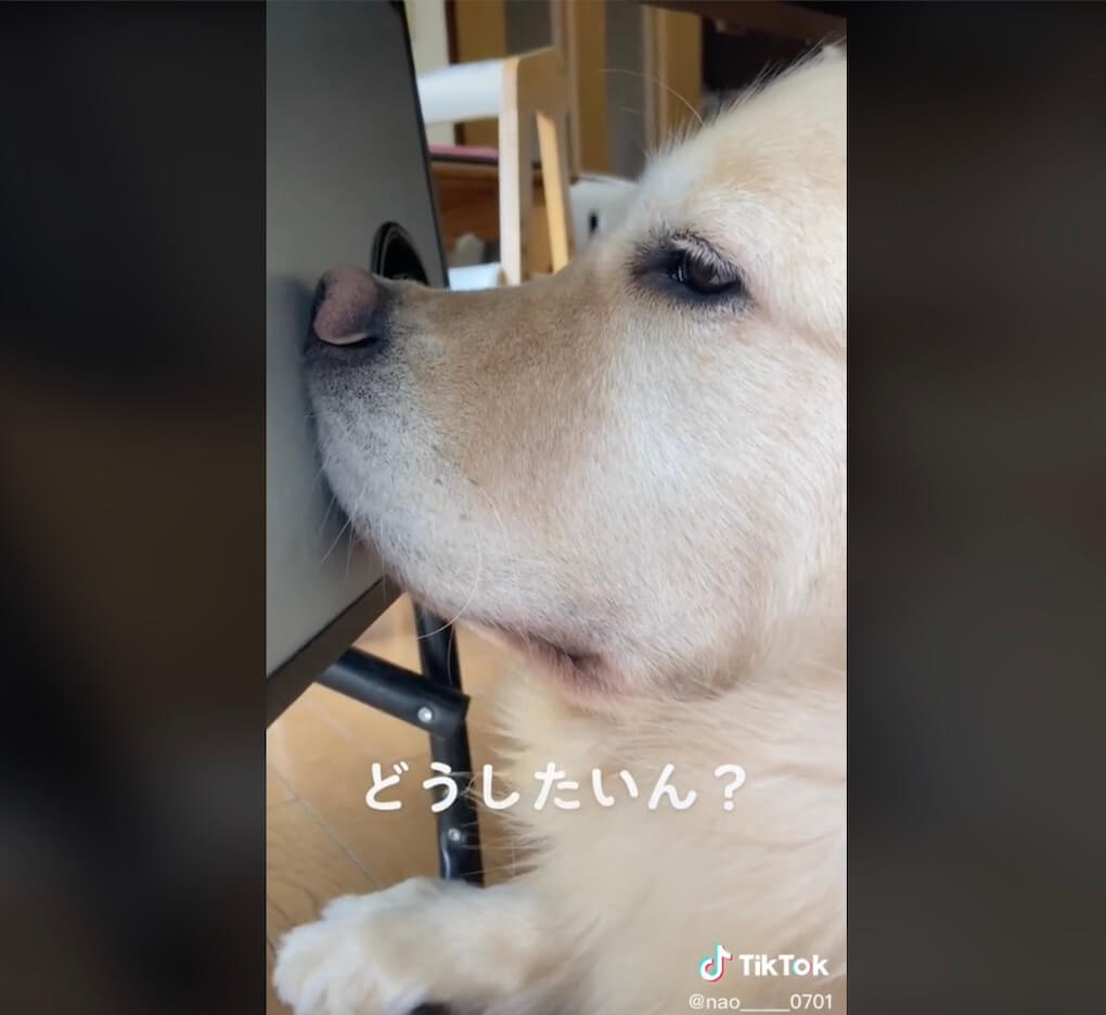 ゴールデンレトリーバー,動画