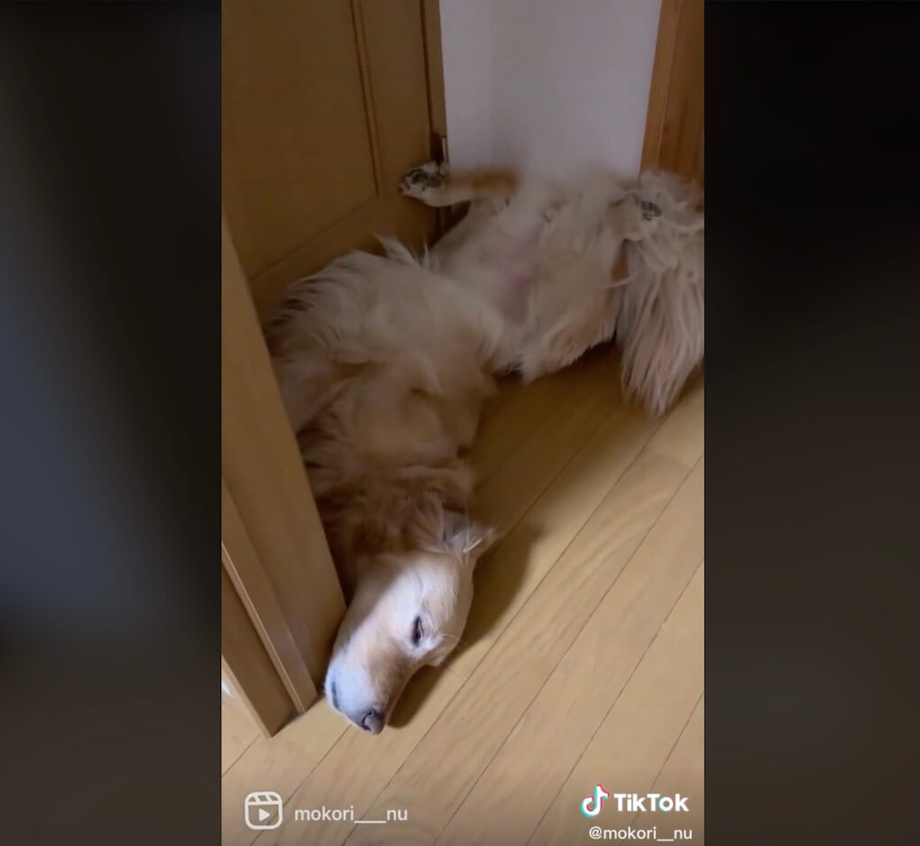 ゴールデンレトリーバー,動画